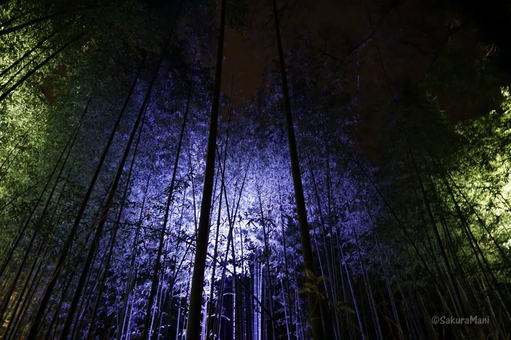 arashiyama