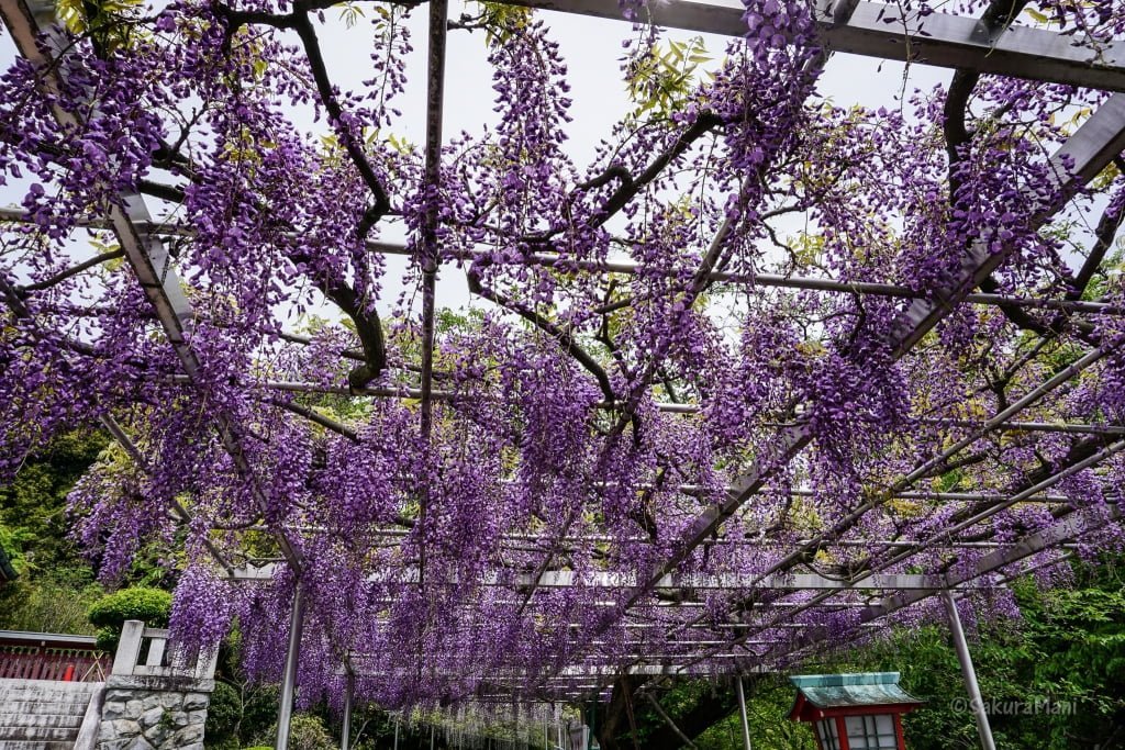 Wisteria at Orihime Shrine