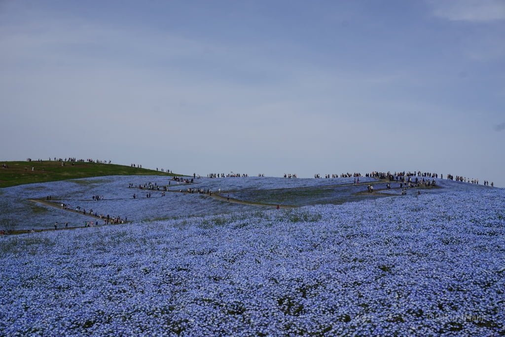 Sea of Nemophila at Hitachi Seaside Park