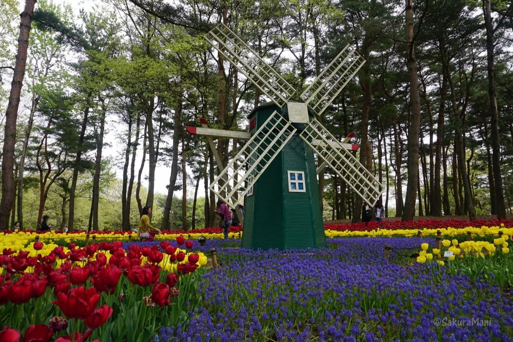 Tulip garden at Hitachi Seaside Park