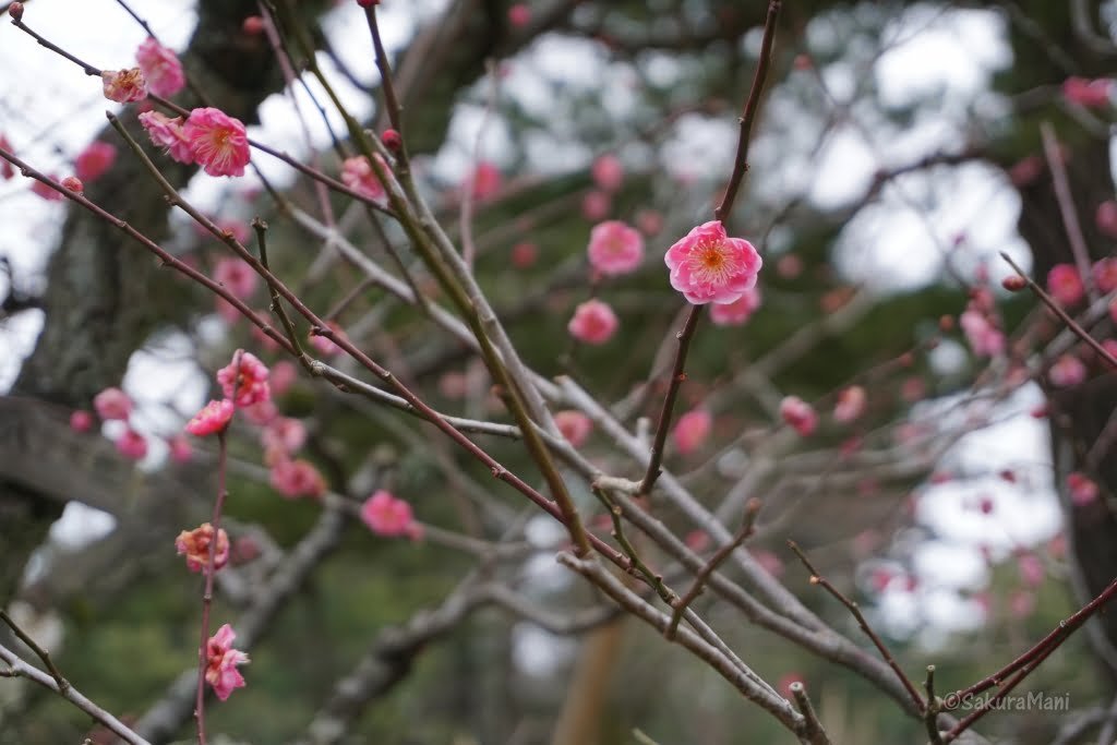 Plum blossoms in Kenroku-en