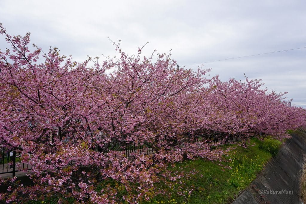 Kawazu Zakura