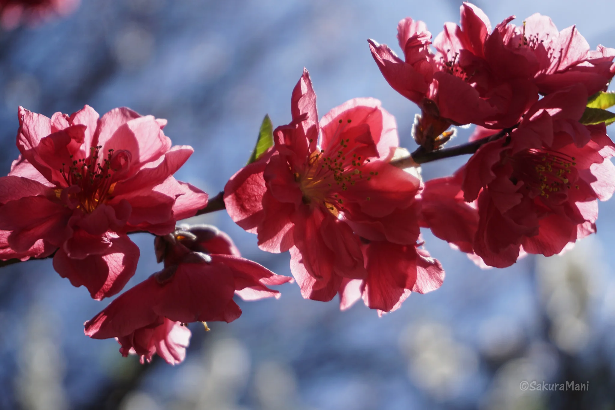Flowers of Spring in Japan