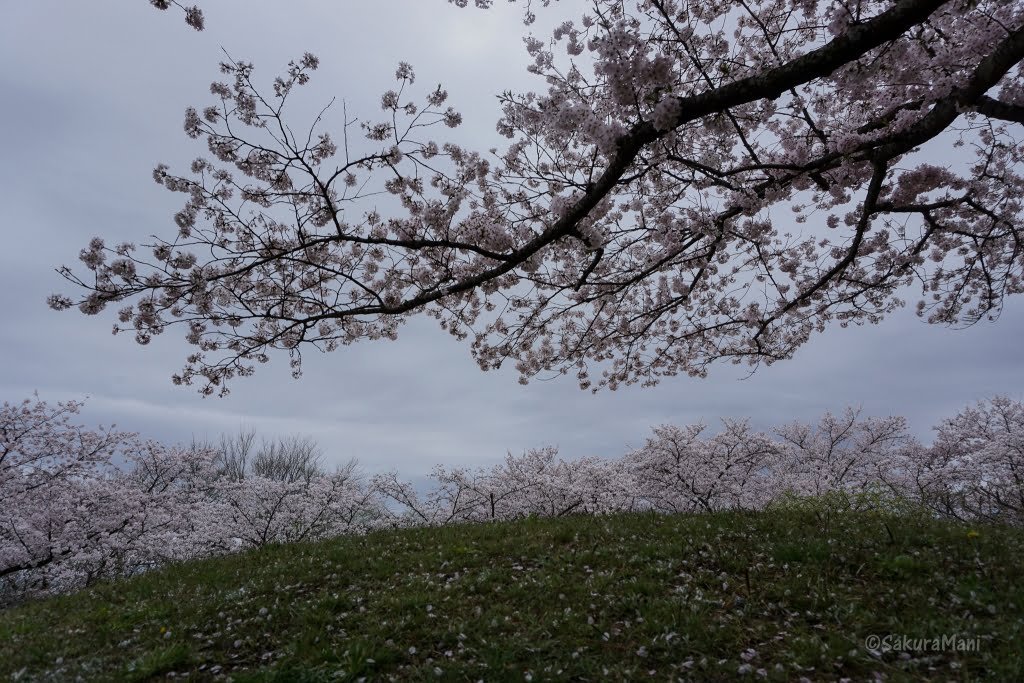 Cherry Blossom in Okayama