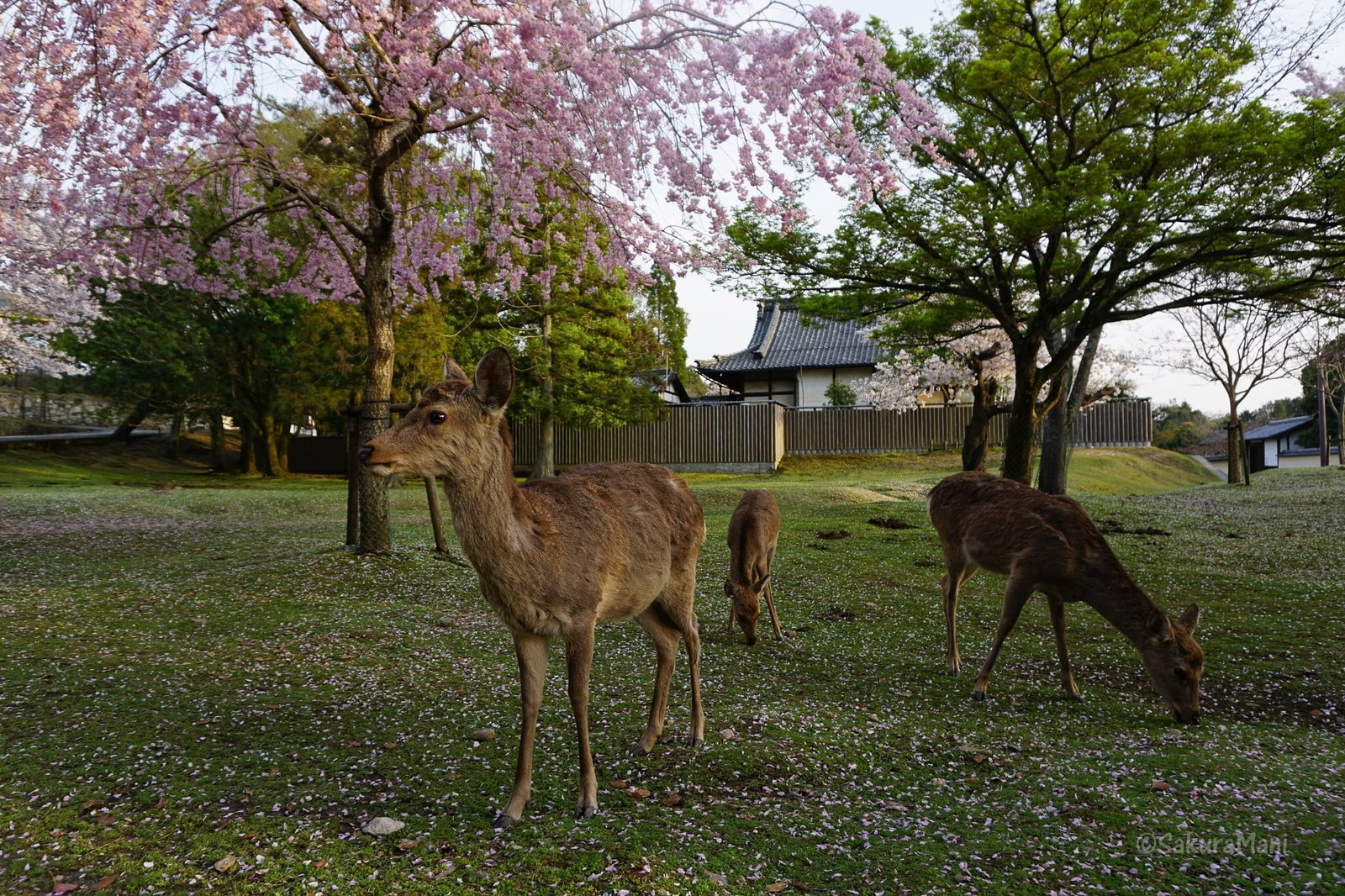 Five cherry blossom viewing destinations in Nara