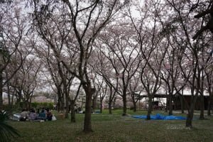 hanami1