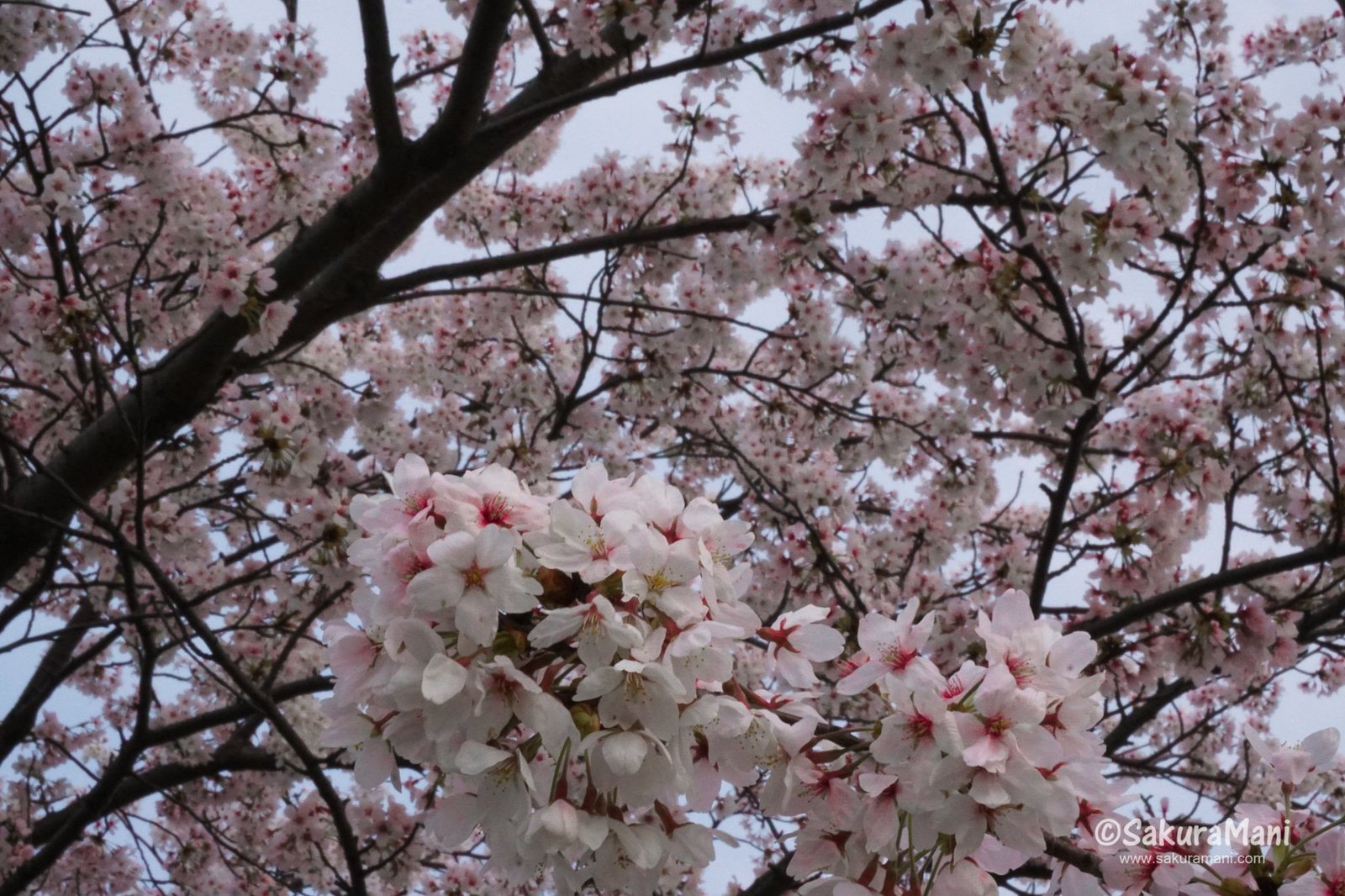 The Cherry Blossoms of Hikone and Nagahama