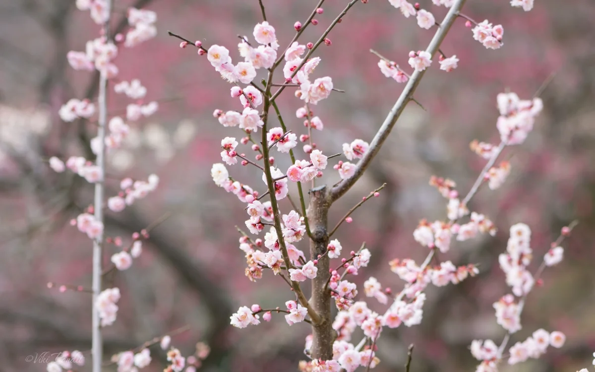 Plum blossom in Japan