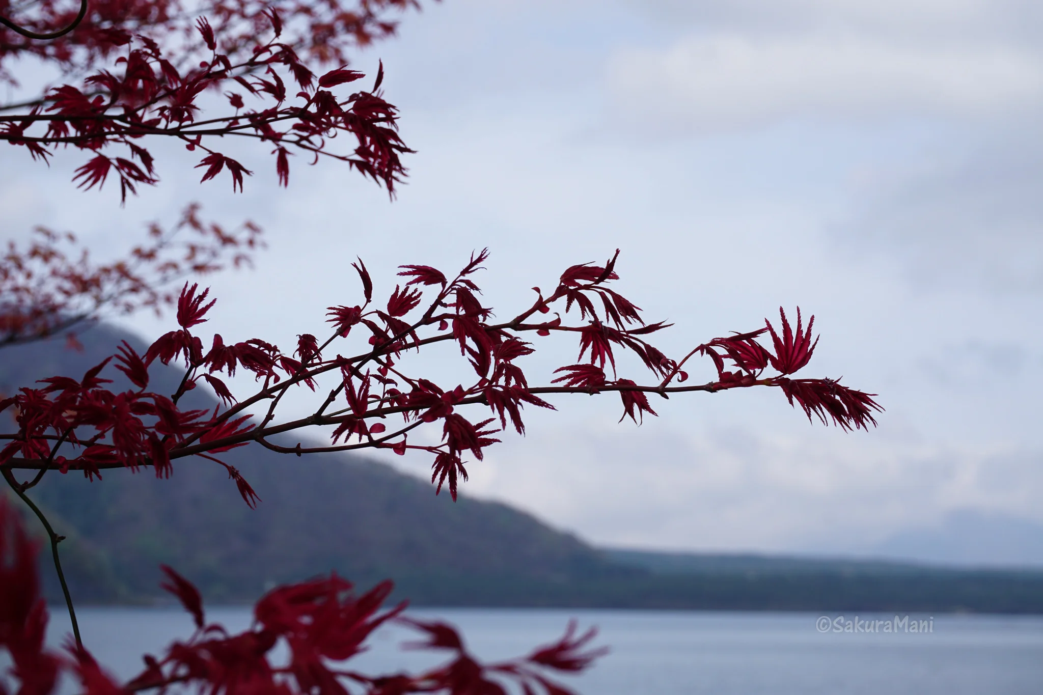 Japanese grammar and sentence pattern