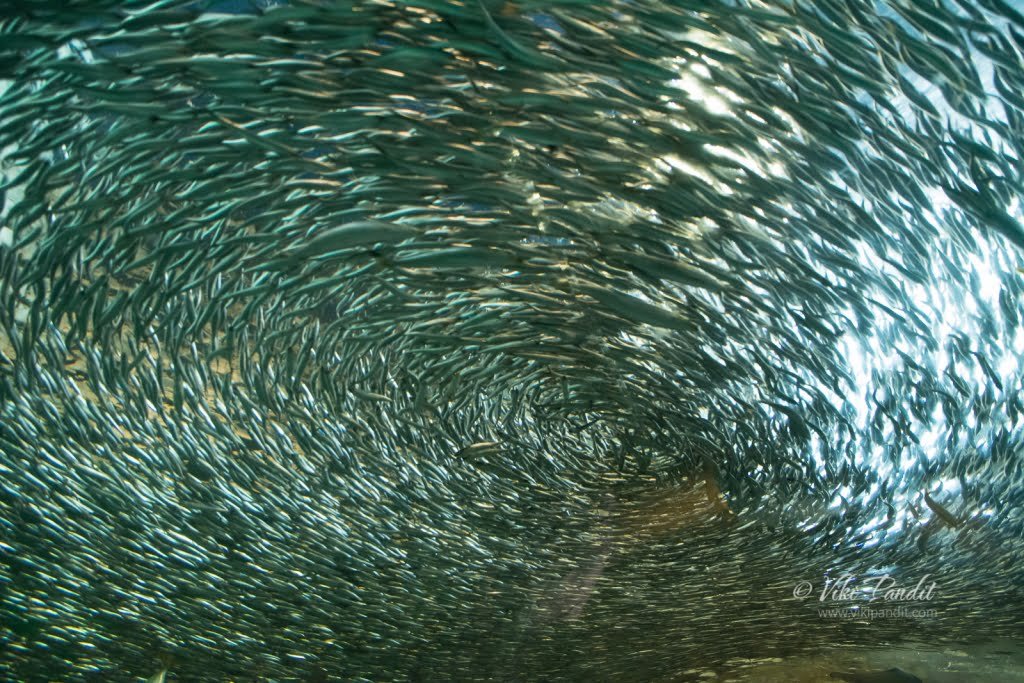 shimonoseki_aquarium