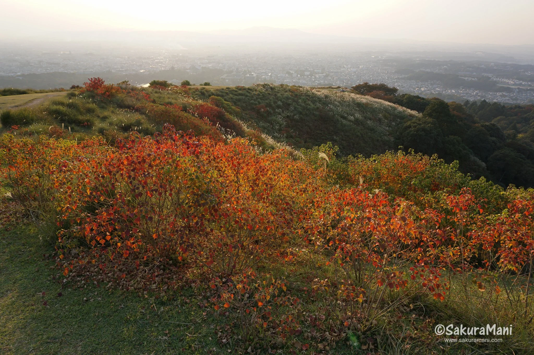 The Four Seasons of Wakakusayama